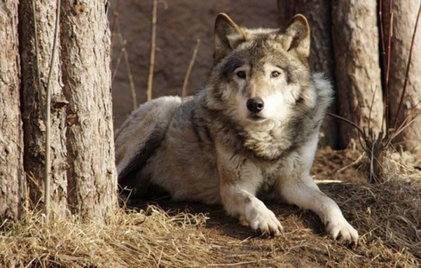 Волчья собака сарлоса - фото, описание породы, характера