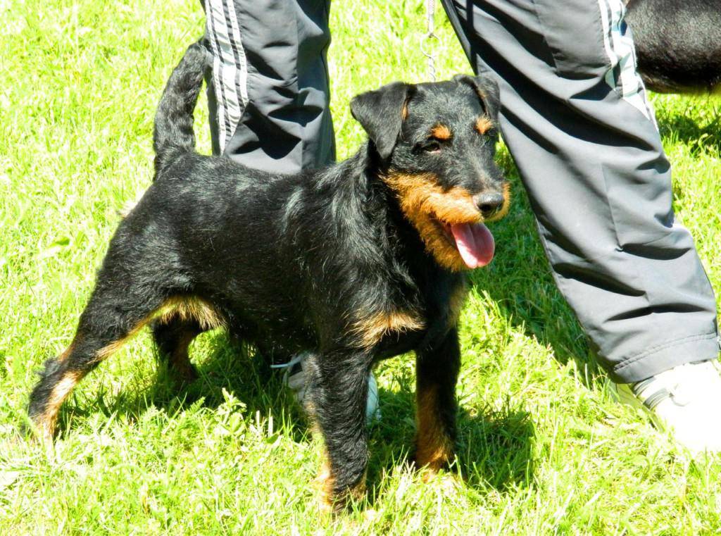 Ягдтерьер (фото): норная собака для охоты - kot-pes