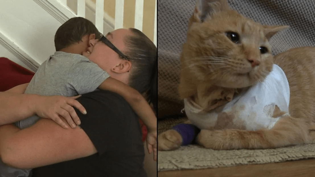 Несколько случаев о том, как кошки спасли человека