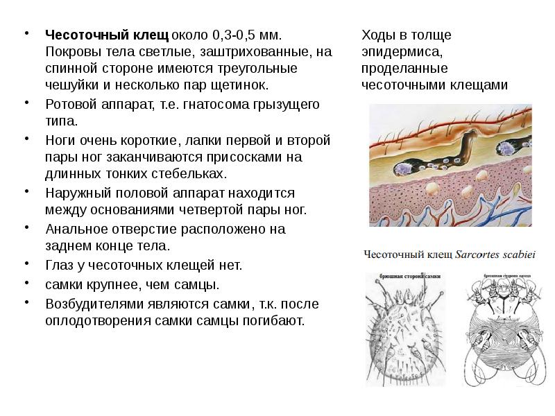 Чесотка у человека