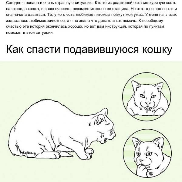 Кошка хрюкает при дыхании: основные причины
кошка хрюкает при дыхании: основные причины