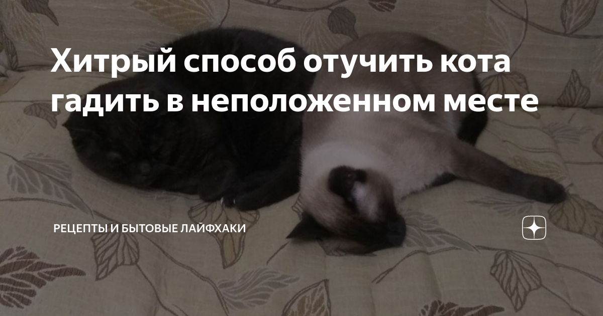 Кот гадит где попало. что делать хозяину? как помочь питомцу?
