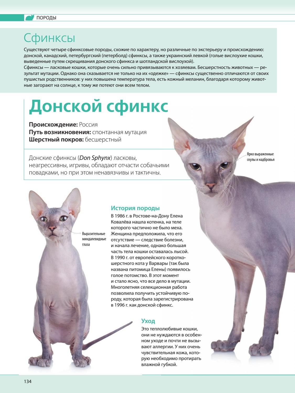 Донские сфинксы – животные с неземной внешностью и невероятно дружелюбным характером