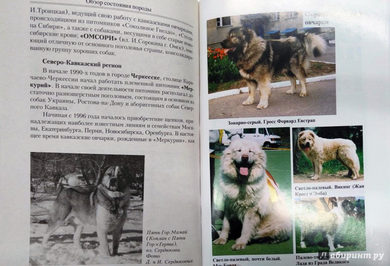 Монгольская овчарка банхар