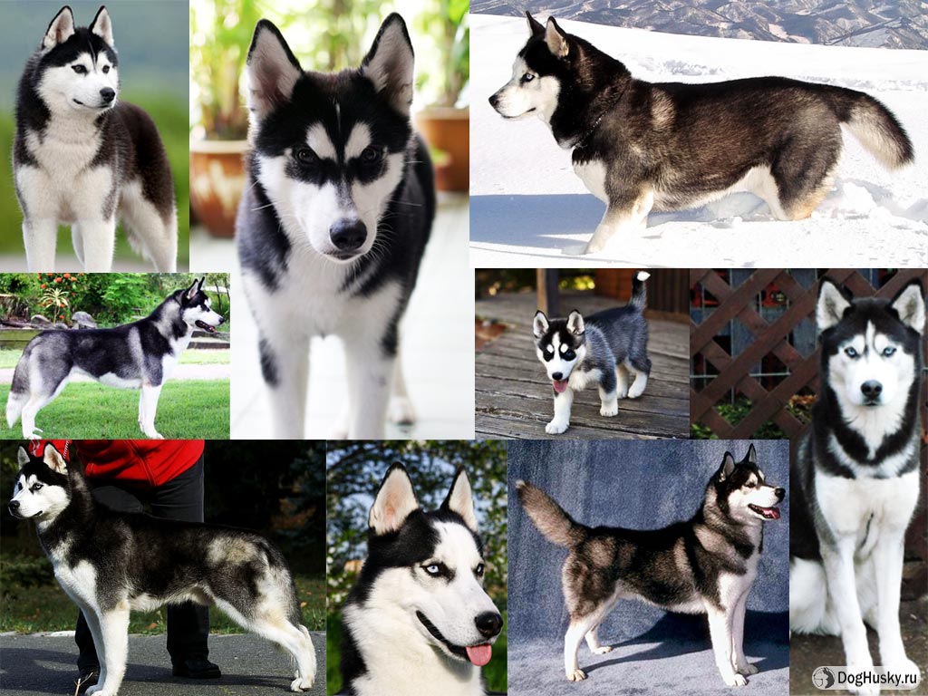 Породы собак с фотографиями и названиями хаски