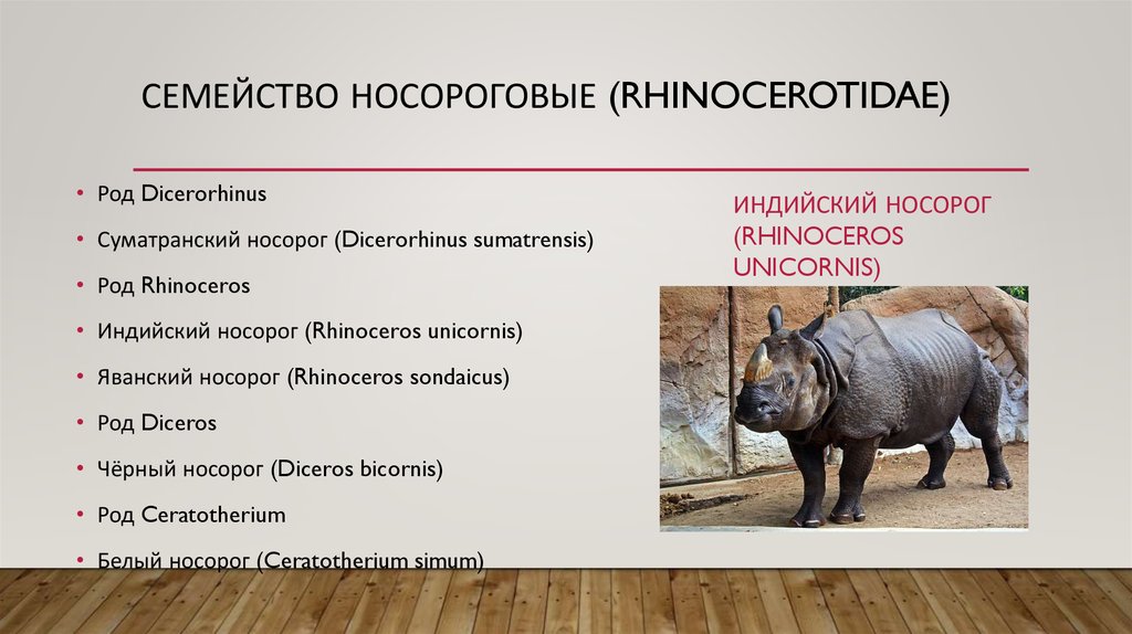 Носорог: внешний вид, фото, особенности, интересные факты, среда обитания