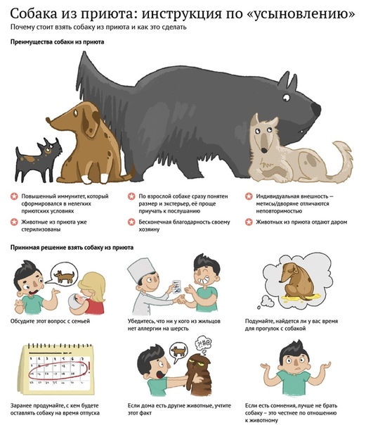 Как вести себя с животными из приюта: пять основных правил