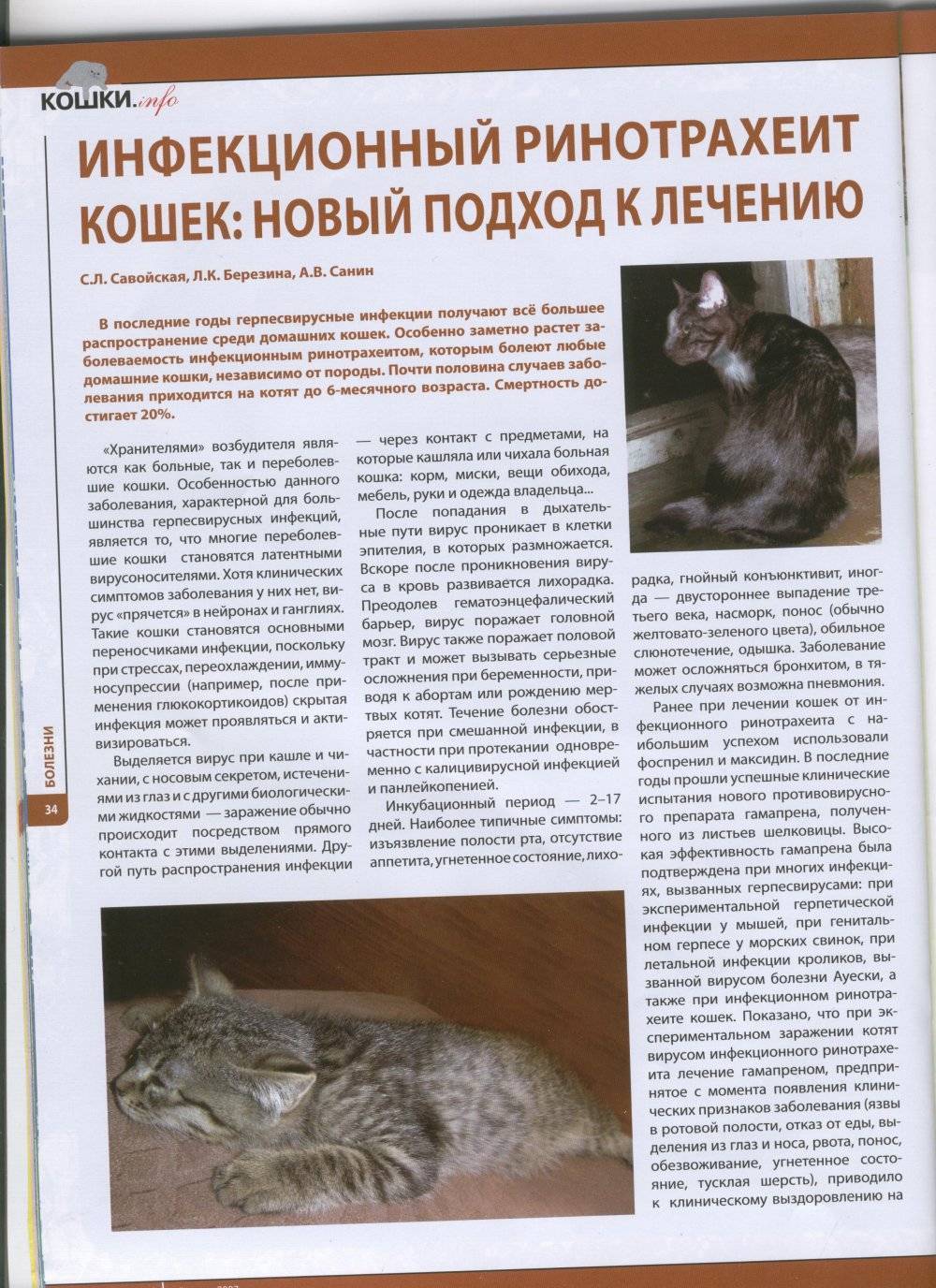 Кальцивироз у кошек