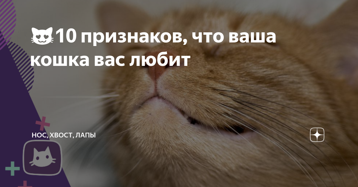 ᐉ как кошки манипулируют человеком? - ➡ motildazoo.ru