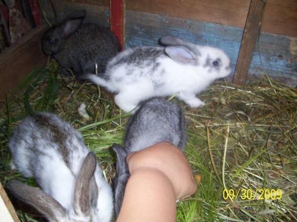 Какими травами можно кормить кроликов летом