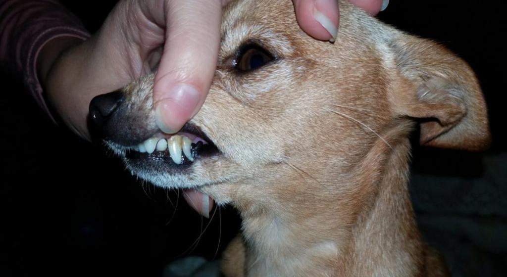 Теплый, сухой нос у собаки: возможные причины, что делать