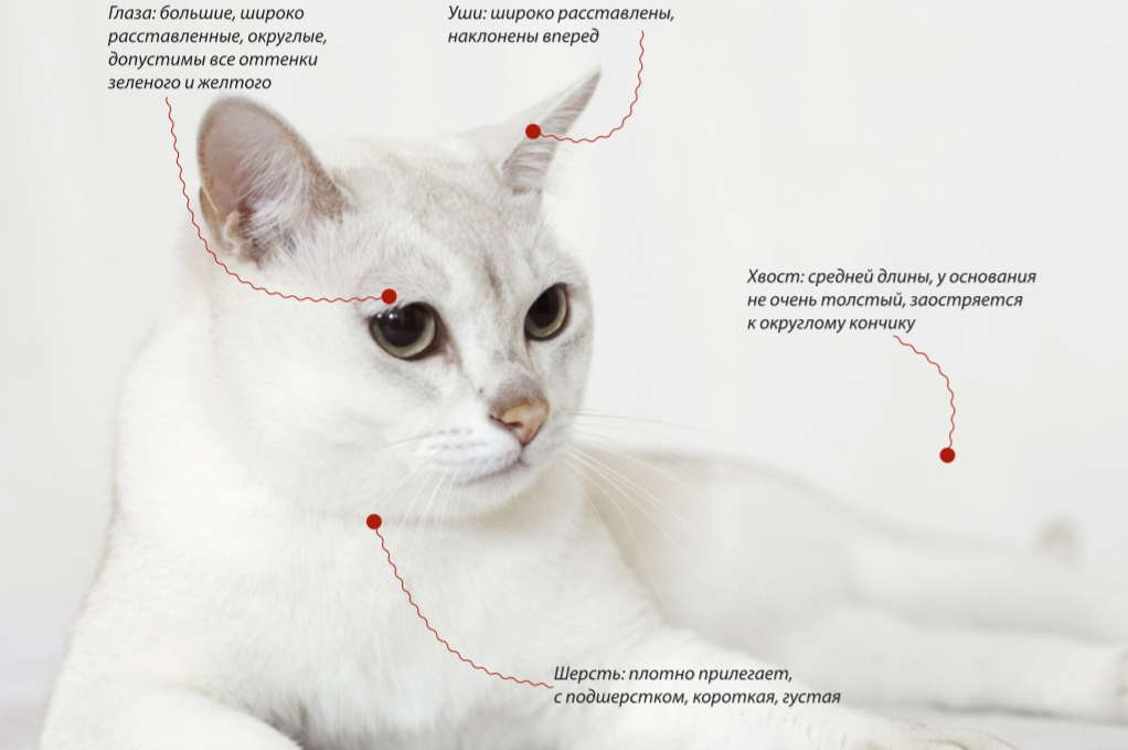 Кошка породы бурмилла: история, внешние особенности, характер, советы по содержанию и уходу, фото
