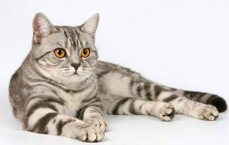 Шотландская прямоухая кошка: описание породы с фото — pet-mir.ru