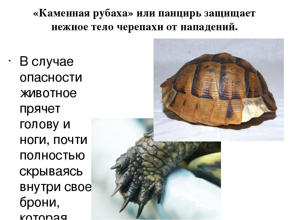 Кожистая черепаха (описание вида, размножение, питание)