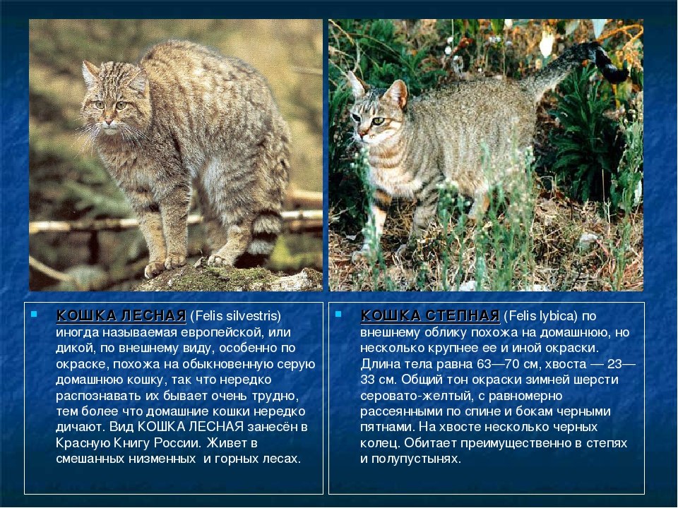 Среднеевропейский лесной кот