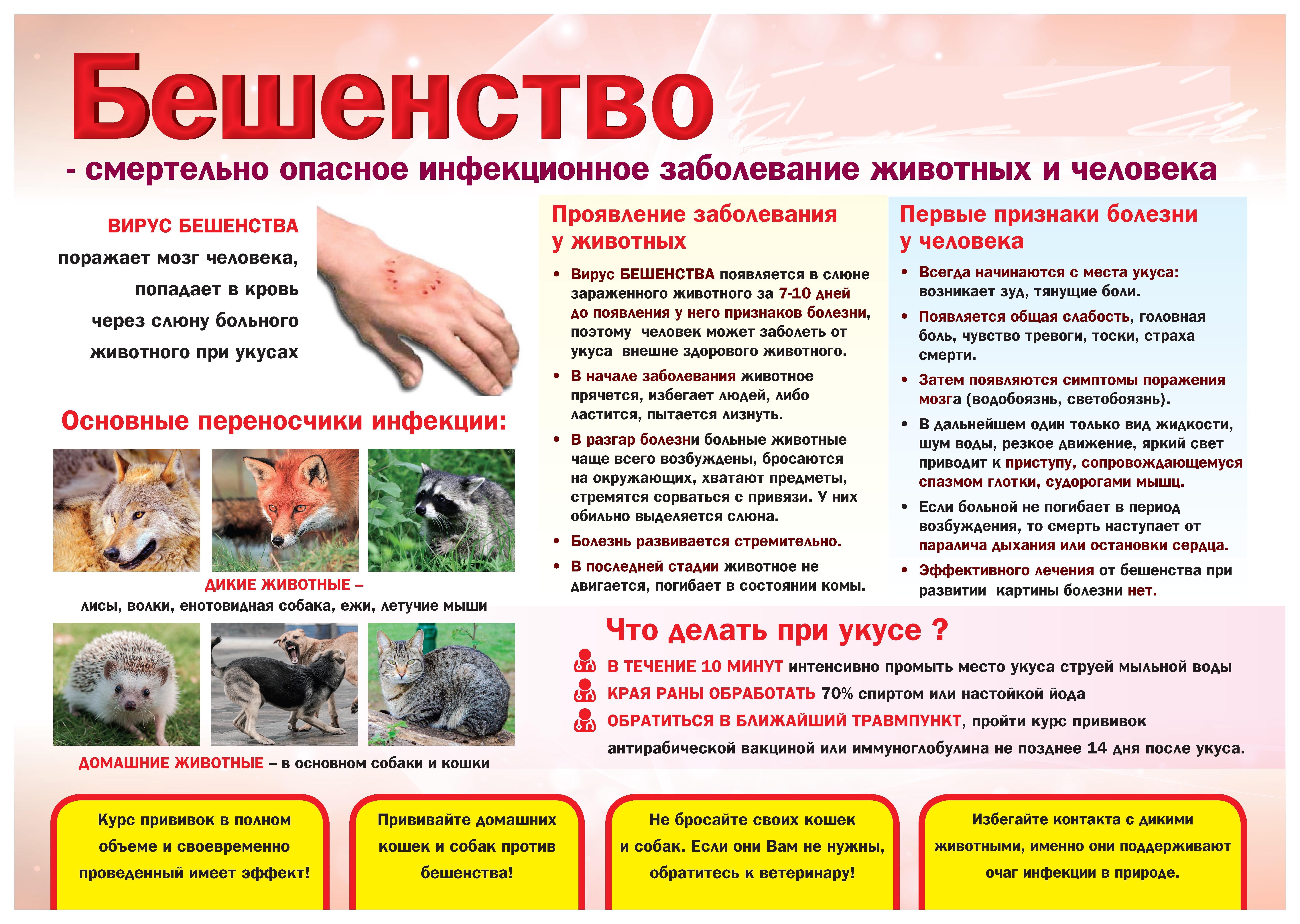 Может ли кошка заболеть бешенством