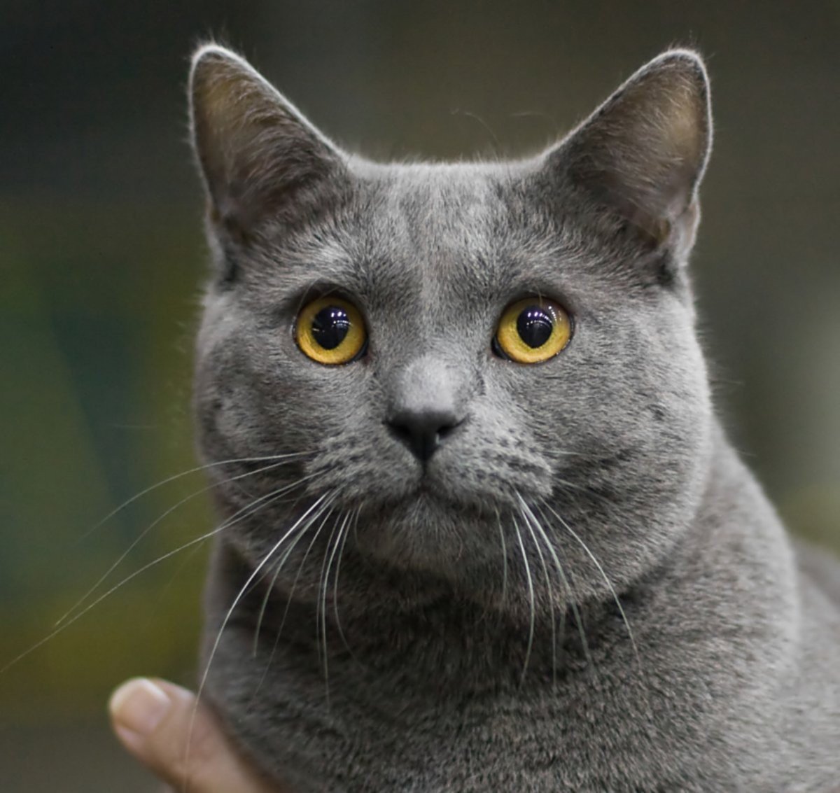 Шартрез (картезианская кошка): описание породы, фото, характер, правила содержания, отзывы владельцев