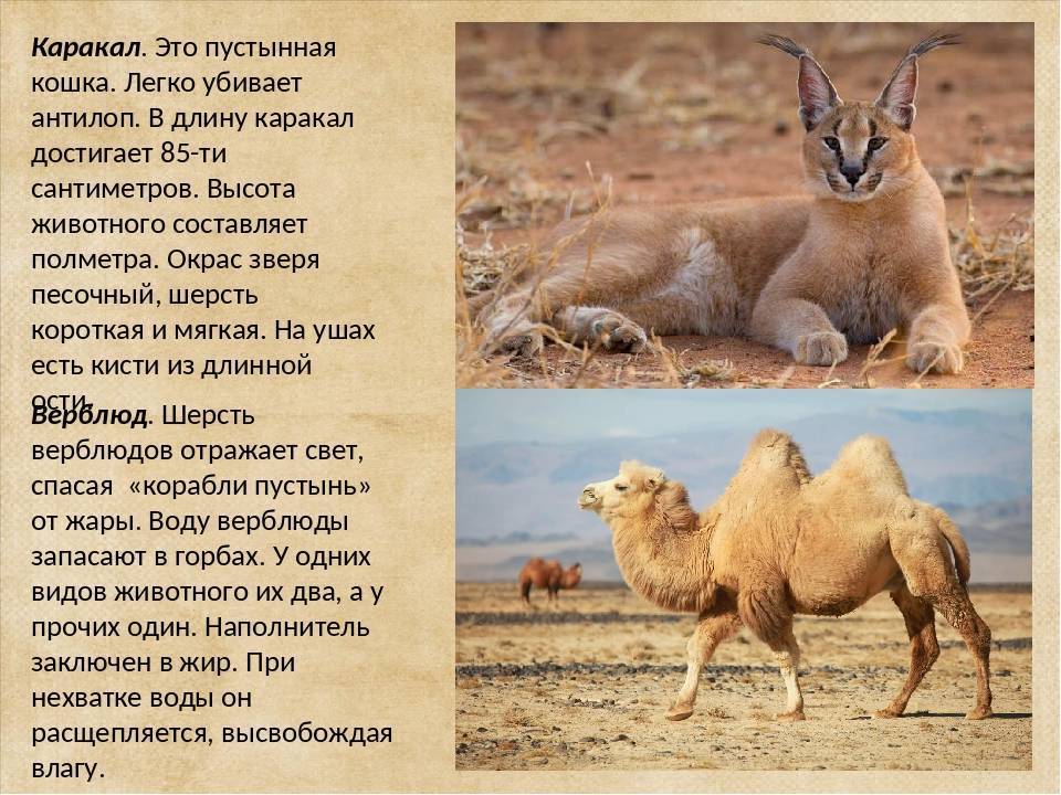 Каракал (пустынная рысь): 70 фото, описание, окрас, характер, стандарт породы