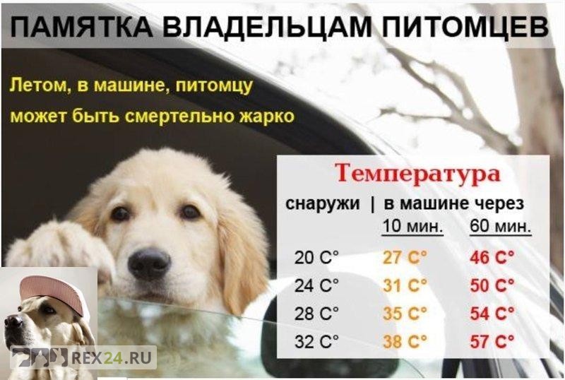 Как помочь собаке пережить жару