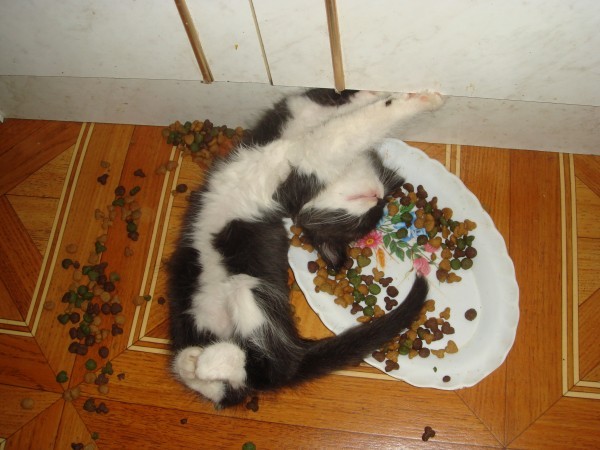 Почему кошки закапывают еду, как туалет, когда поели, и скребут пол рядом с миской?