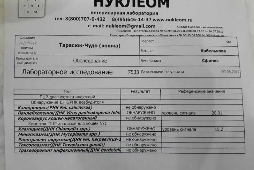 Коронавирус у кошек: симптомы и лечение опасного заболевания
