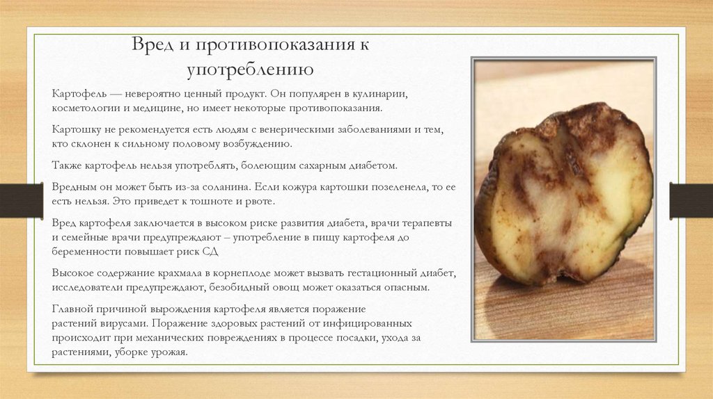 Можно ли хомякам картошку, в каком виде и есть ли вред от картофеля для грызуна