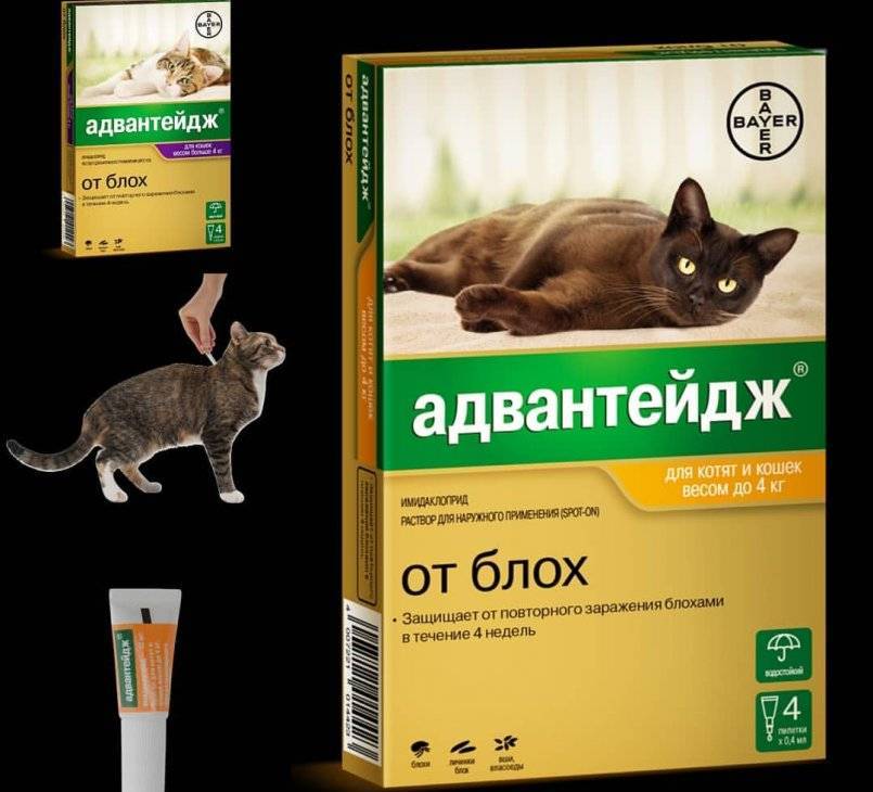Адвантейдж для кошек – назначение, инструкция, отзывы
