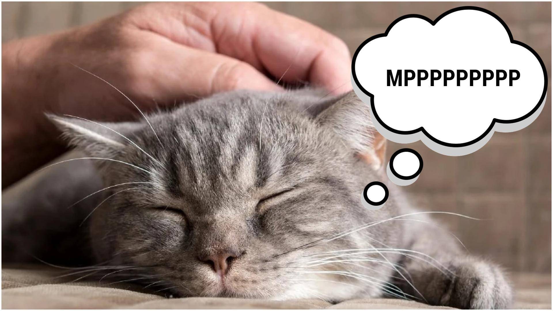 Почему кошки мурлыкают и как они это делают?