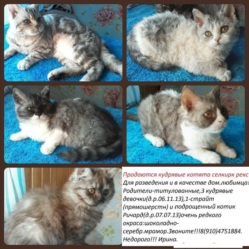 Как начать разводить кошек в домашних условиях: пошаговая инструкция организации бизнеса