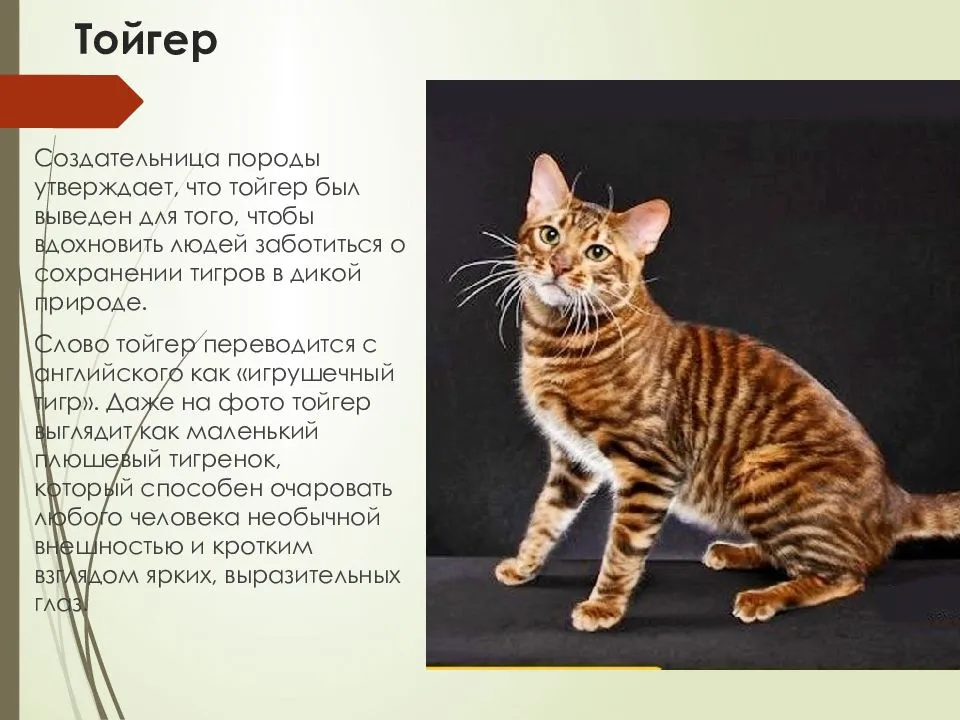 Тойгер (тайгер): описание и характер породы, основы ухода, фото