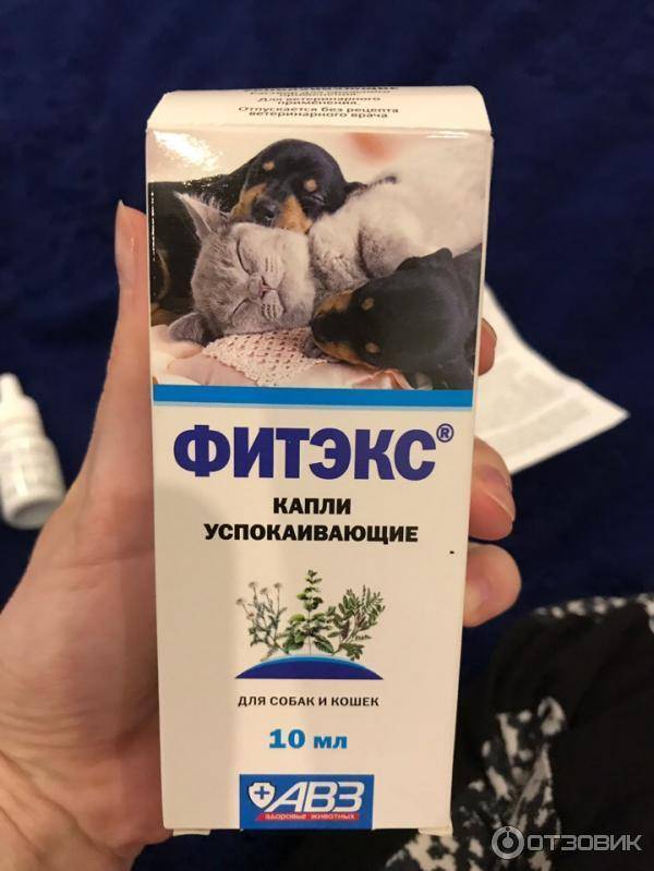 Что делать, если кошка просит кота: 18 способов успокоить питомицу