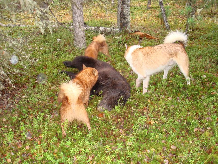 Охота на медведя с лайками: характер собак, притравка и методы охоты