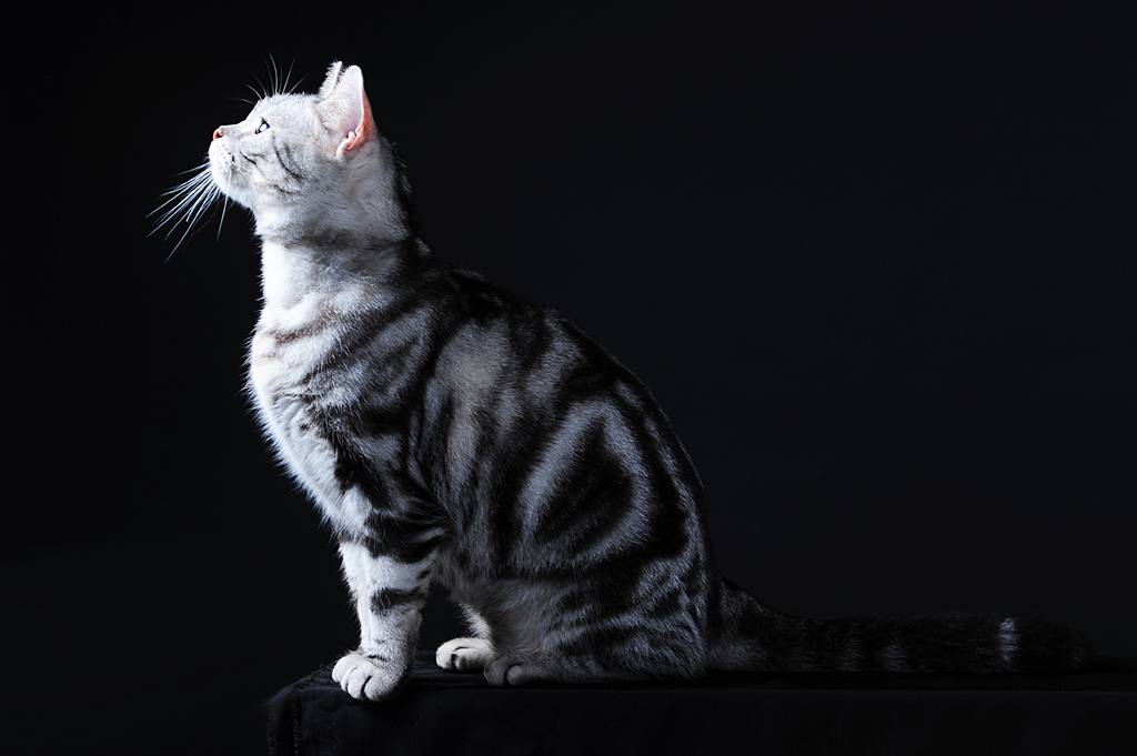 Американская короткошерстная кошка: фото, описание породы, характер, достоинства и недостатки, сколько стоит