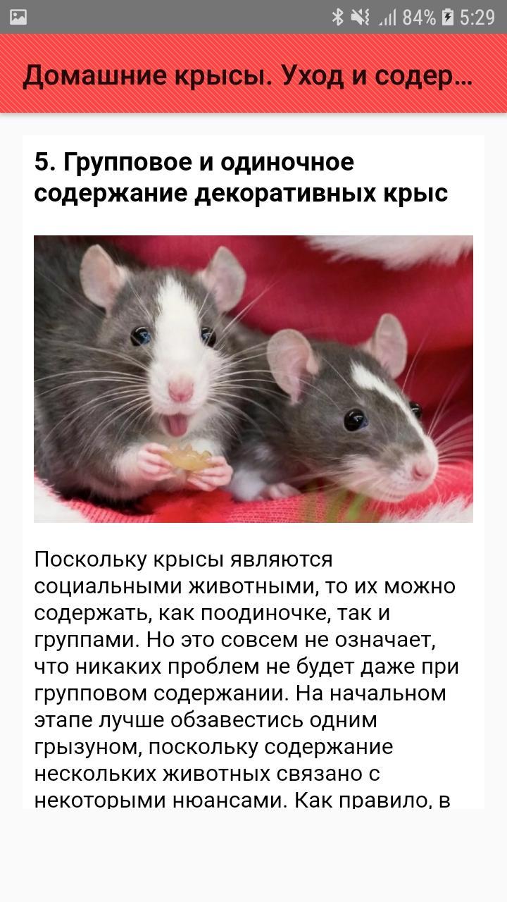 Как ухаживать за декоративными крысами в домашних условиях