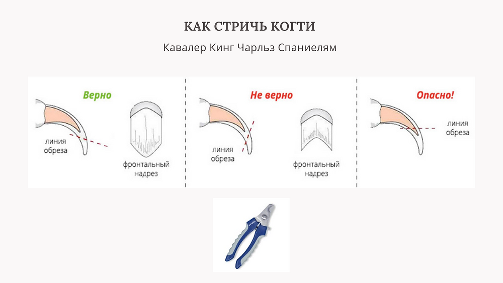 Как подстричь когти собаке в домашних условиях, правильная стрижка ногтей ножницами