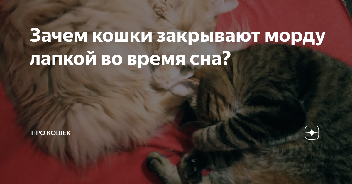 Почему кошки закрывают глаза, не только когда спят?