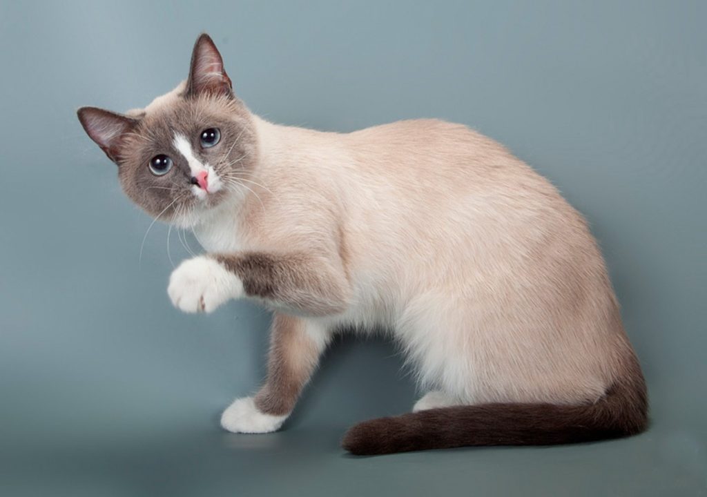 Сноу-шу: описание породы кошек от а до я (55 фото с советами заводчиков о воспитании)