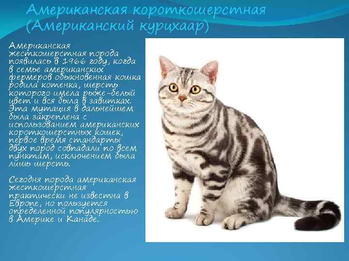 Анатолийская кошка. турецкая короткошерстная