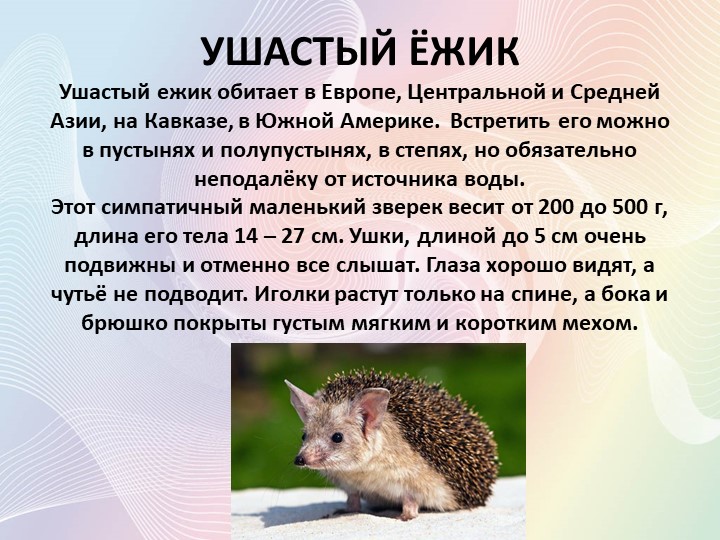 Ушастый еж (описание, места обитания, содержание дома)