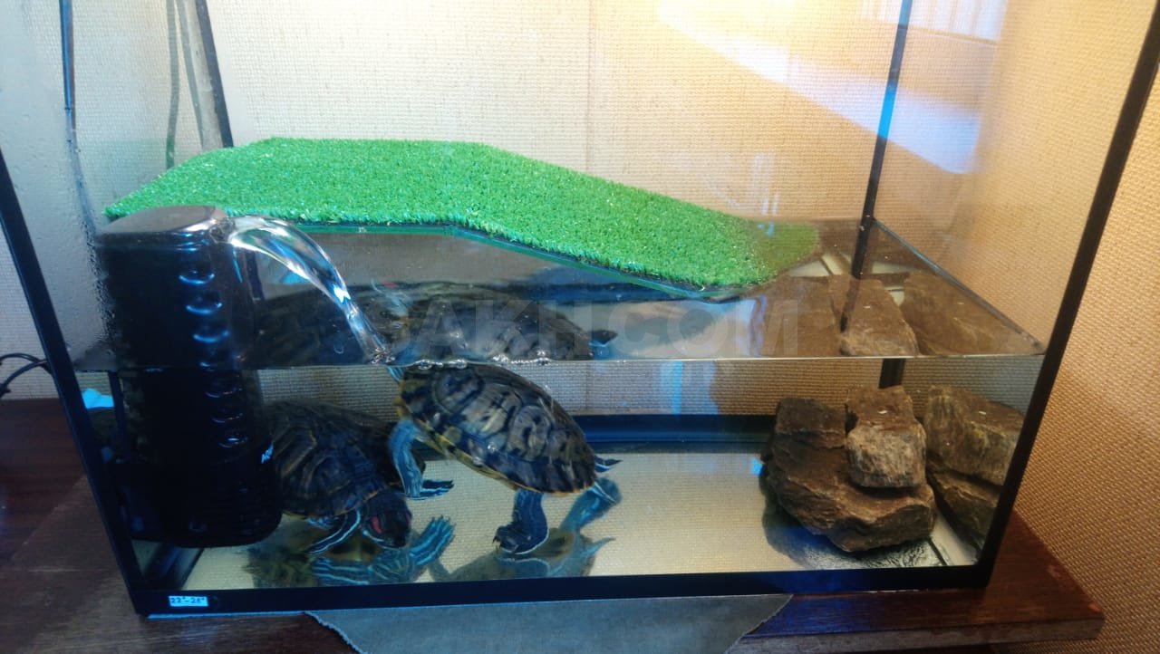 Черепаха температура воды в аквариуме. Красноухая Болотная черепаха аквариум. Аквариум для красноухой черепахи. Аквариум для водных черепах. Аквариум для черепашек красноухих.