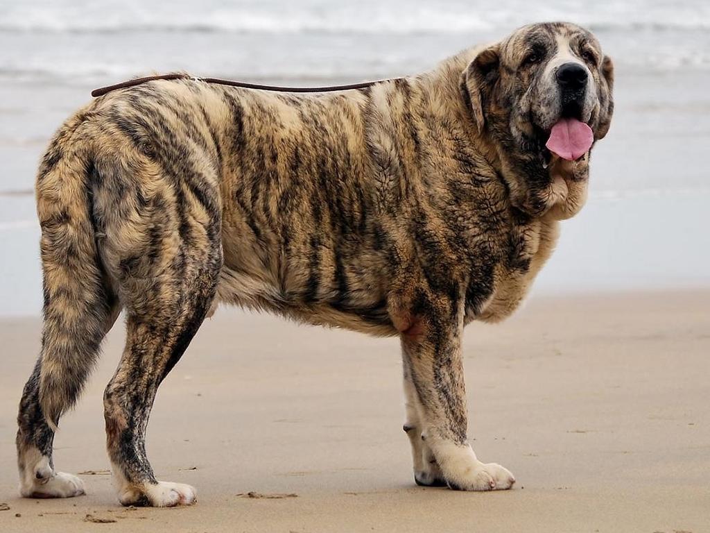 Самые умные породы собак: топ 10, рейтинг, в мире, с фото и названиями