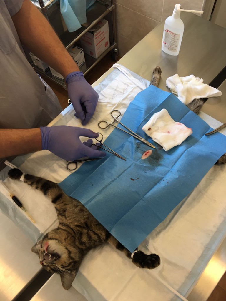 Уход за кошкой или котом после стерилизации и кастрации: поведение животного, сколько отходит от наркоза, как кормить, обрабатывать шов