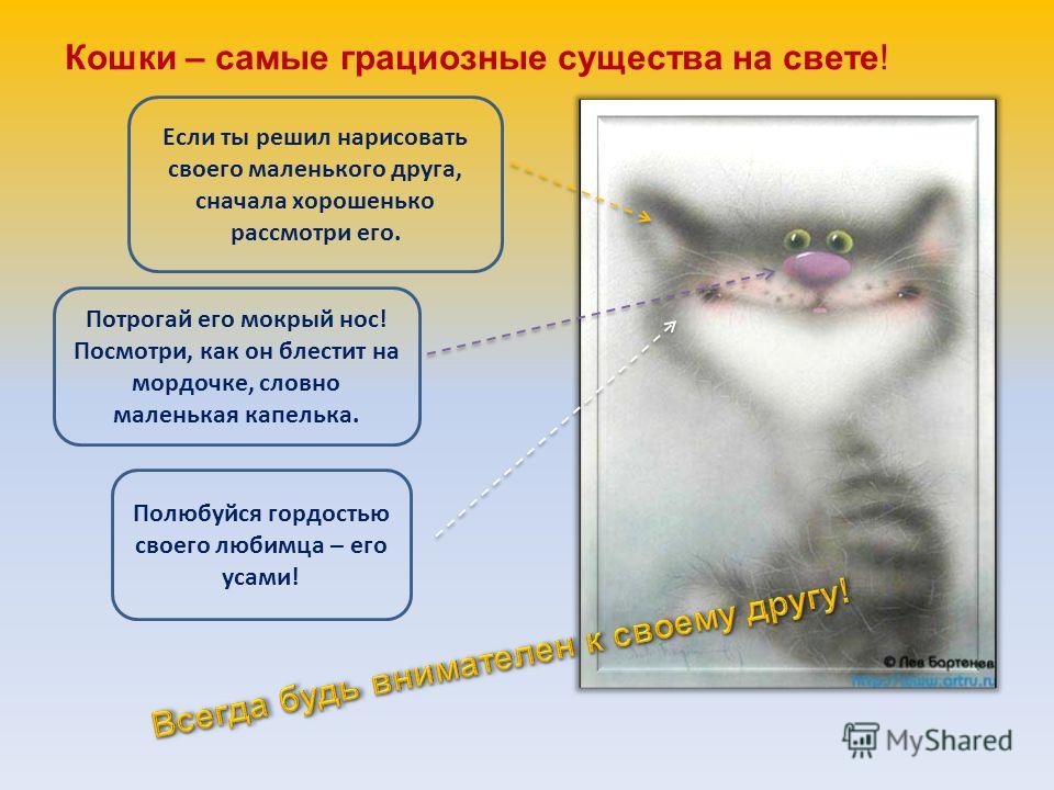 Почему у котенка нос становится сухим и горячим, в чем причина, что делать?