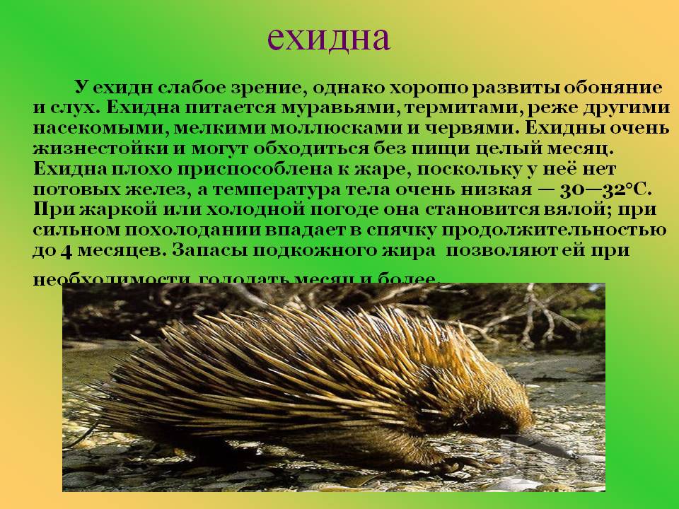 Ехидна - где обитает, происхождение, как выглядит, размножение и как рожает, какой образ жизни ведет, что ест, интересные факты