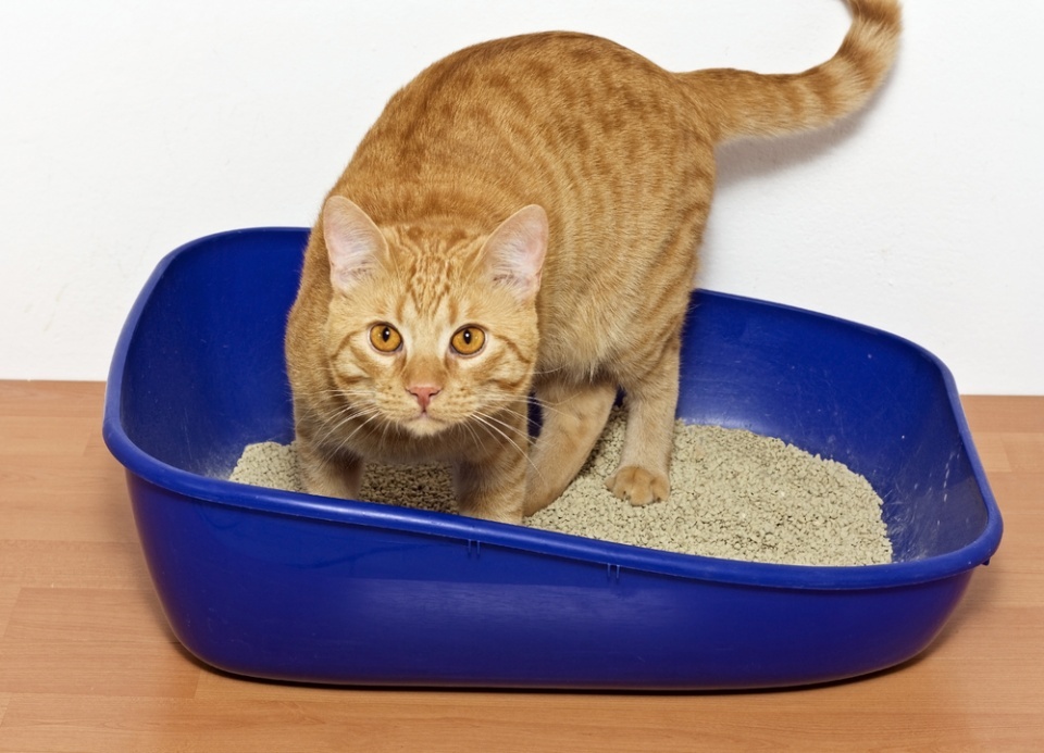 Как приучить котенка к лотку быстро за 1 день: самые эффективные методы приучения кошки к туалету