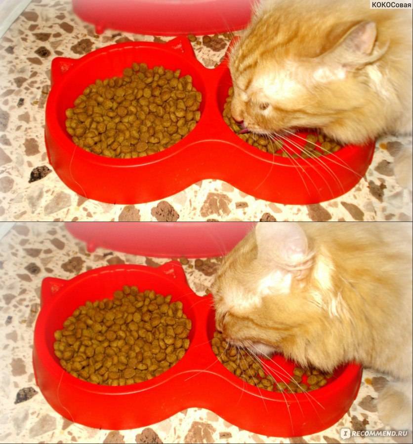 Почему кошка не ест сухой корм: что делать владельцу, как понять причину, правила подбора нового корма