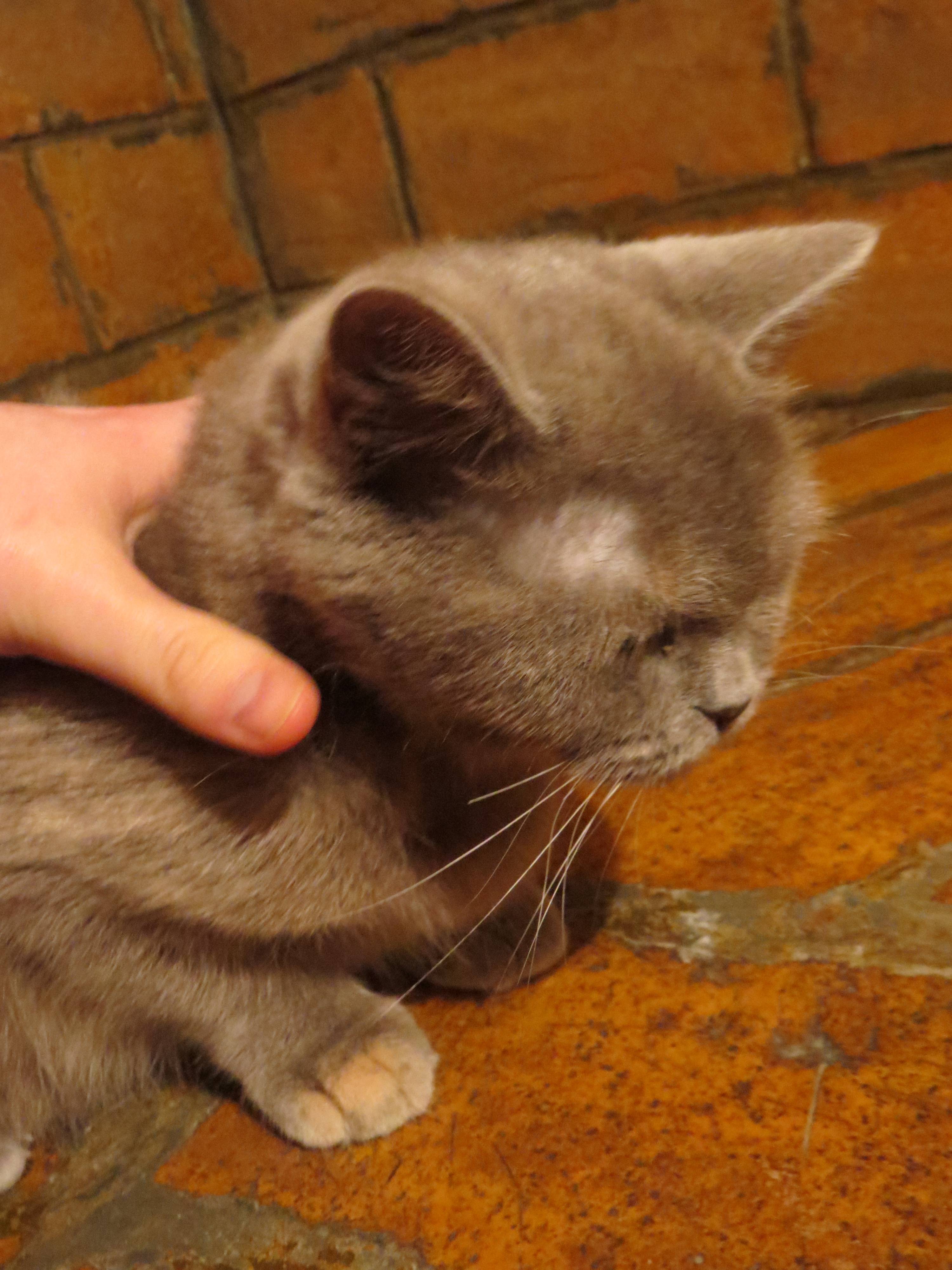 Зубами по шерсти. Кошачий лишай микроспория. У кота залысины возле ушей. Проплешина у британского кота.