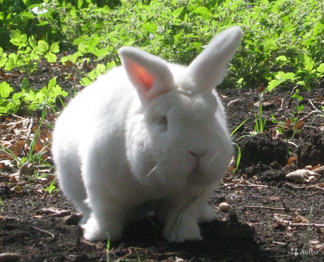 Новозеландский красный и белый кролик: описание и фото пород