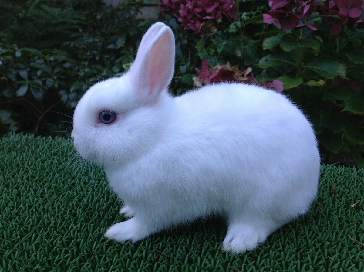 Виды кроликов с названием и фото - 20 лучших пород для разведения.