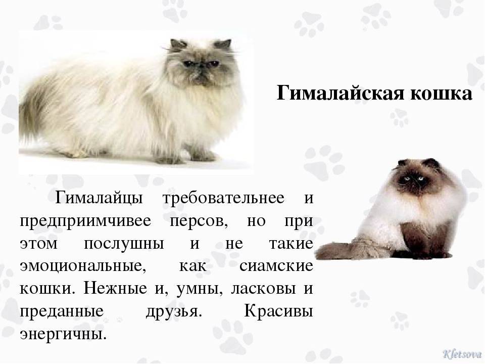 Гималайская кошка: характер и особенности породы - мир кошек
